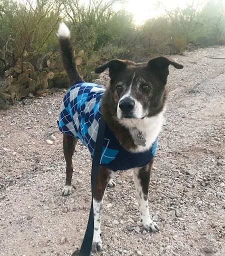 Orange Grove Animal Hospital - Thumbnail
