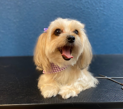 Beach House Pet Resort