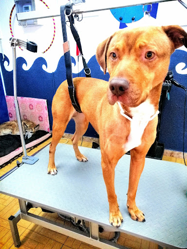 A l'Aigua Peluqueria Canina - Thumbnail