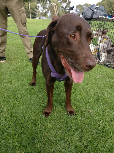Dover Gardens Kennel & Obedience Club Inc. - Thumbnail