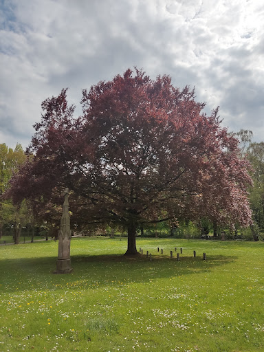 Hundertjähriger Baum - Visual