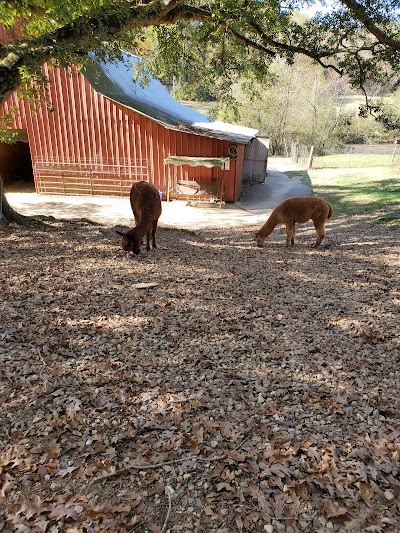 Blackberry Hill Alpacas