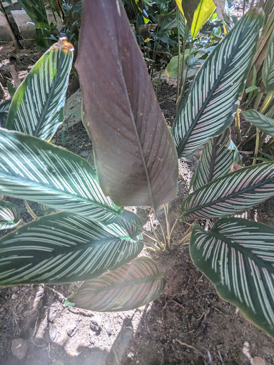 Ola Brisa Gardens, A.C. - Thumbnail