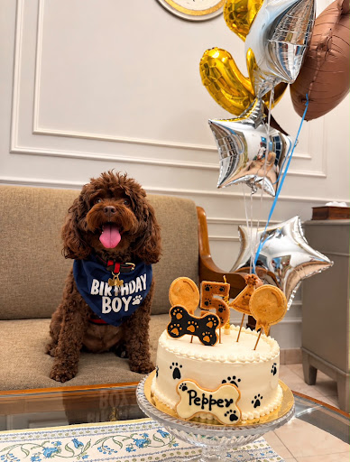 Luxury Customized Cookie Cake for Your Fur Baby post image