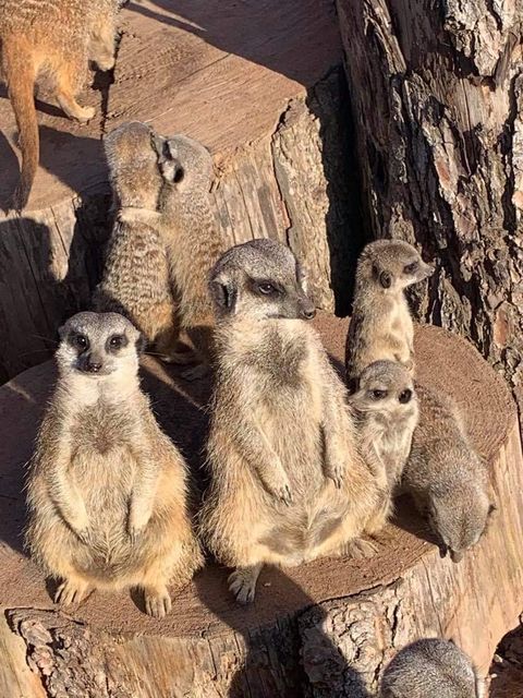 Dalscone Farm Fun photo 2