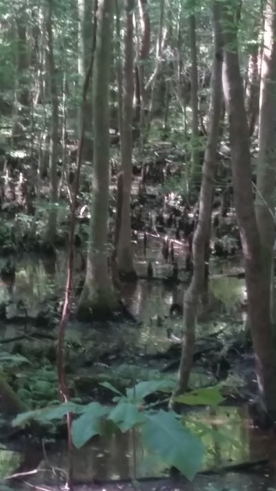 Photos of Croatan National Forest