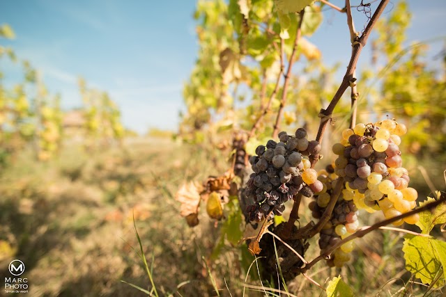 Cru d'Arche Pugneau