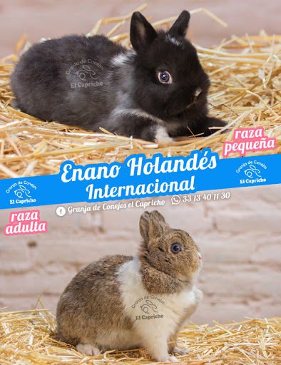 Conejos " El Capricho" - Thumbnail
