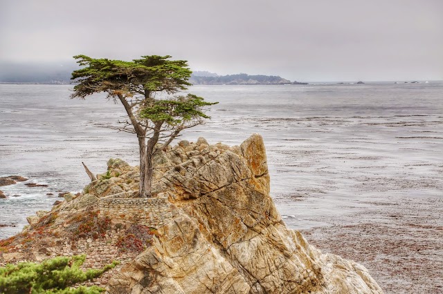 Lone Cypress