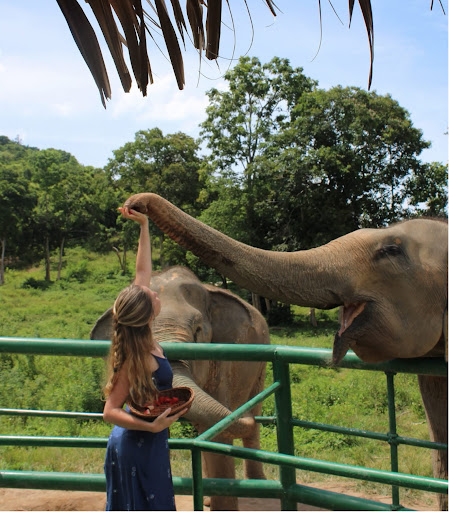 Wild Child Organic Kitchen & Elephant Sanctuary Experience