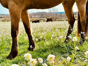 Photo n°6 de Equideo à Quarante (Centre de formation)