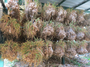 Photo n°12 de Ferme Lapeyre, ail rose de Lautrec à Lombers (Ferme)