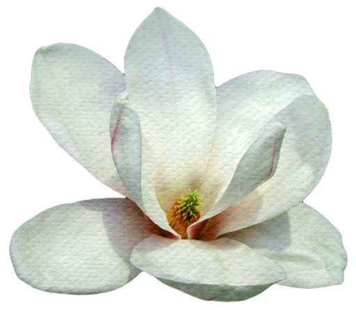 Sweet Magnolia Realty LLC