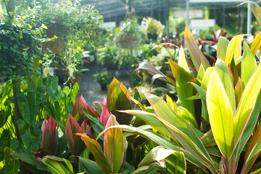 Bamboo Down Under Retail Garden Centre - Thumbnail