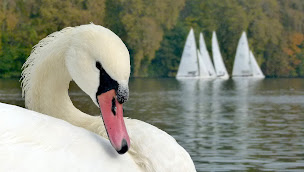 Photo n°19 de YCIF - Yacht Club de l'Ile de France - Club de Voile près de Paris à Les Mureaux (Club de voile)
