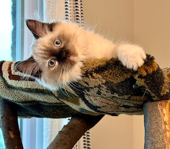 Photo of Shelbyville Road Veterinary Clinic Gato