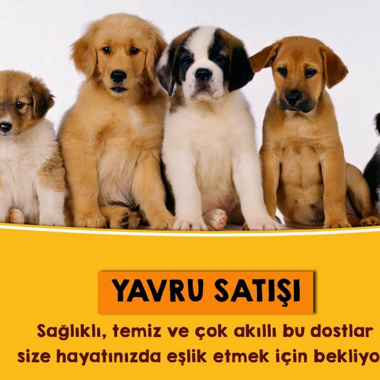 Showdogs Kopek Ciftligi Egitim Uretim Satis Otel Kopek Egitim Uretim Otel Kuafor Kedi Uretim Otel Kuafor Petshop