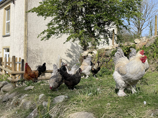 Egg Shop