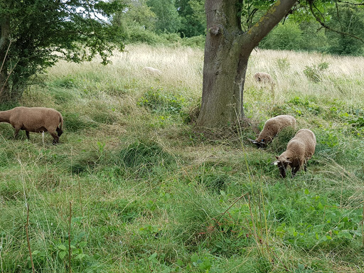 L-Moor, Shepreth - Thumbnail