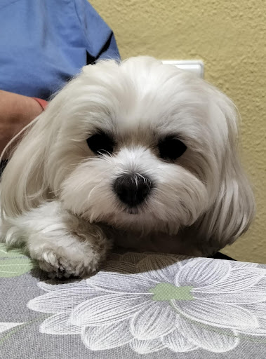 Maltesitos - Visual