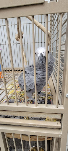 In A Pickle Parrot Shop - Thumbnail