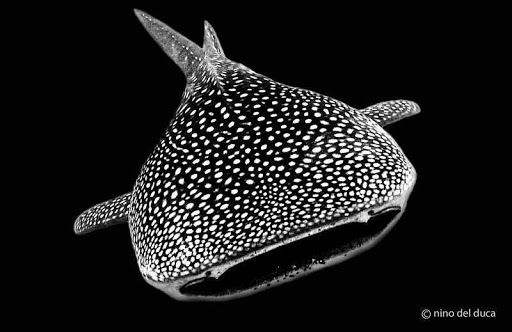 Isla Mujeres SCUBA Diving (Mundaca Divers)