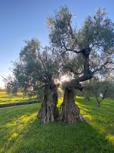 Tour e degustazione olio Evo - Masseria Pezze d'Aglio - Frantoio Ipogeo XIII Sec. - Thumbnail