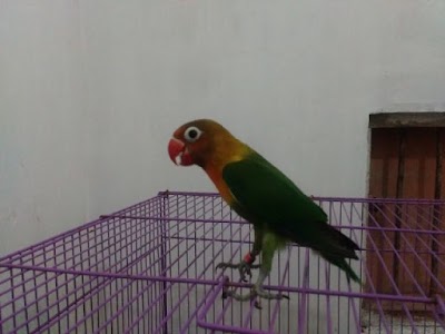 Photos of Vicah Burung Kicau