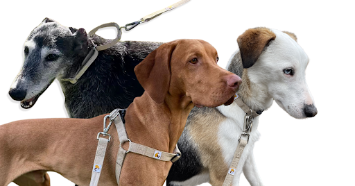 dogs lead shop and more