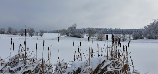 Großer Teich - Visual