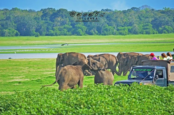 Minneriya National Park SAFARI, Author: Sachithra Dilhan