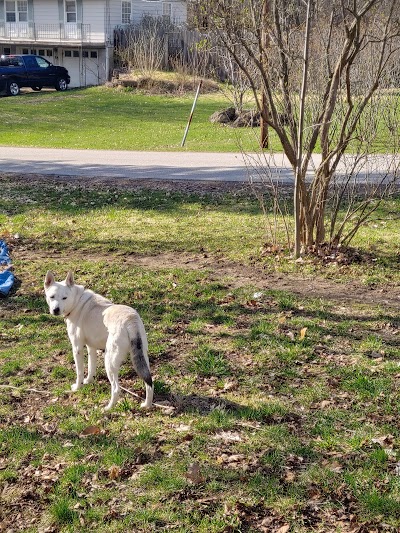 Middlebury Animal Hospital