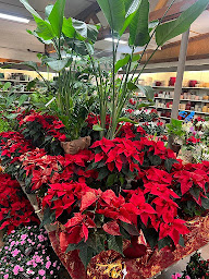 Photo n°10 de Jardinerie Fleurs d'Europe à Sarlat-la-Canéda (Fleuriste)