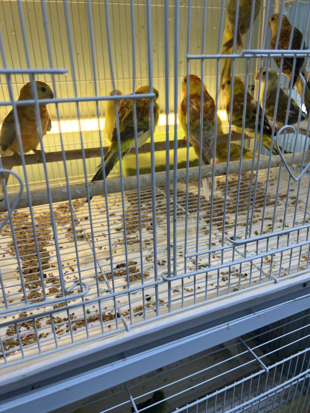 ZONE TIME BEAUTY BIRDS LLC - صورة 2