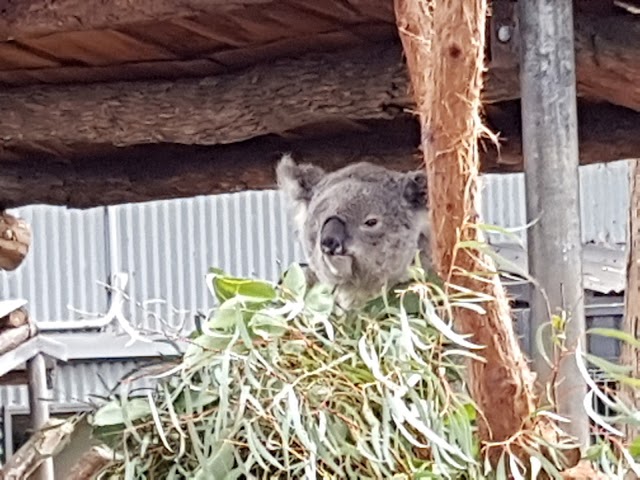 Koala Hospital