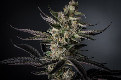 Photo of Verts Neighborhood Dispensary