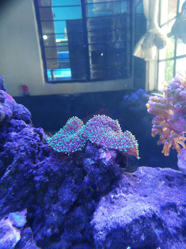 Acuario Tamazula - Thumbnail
