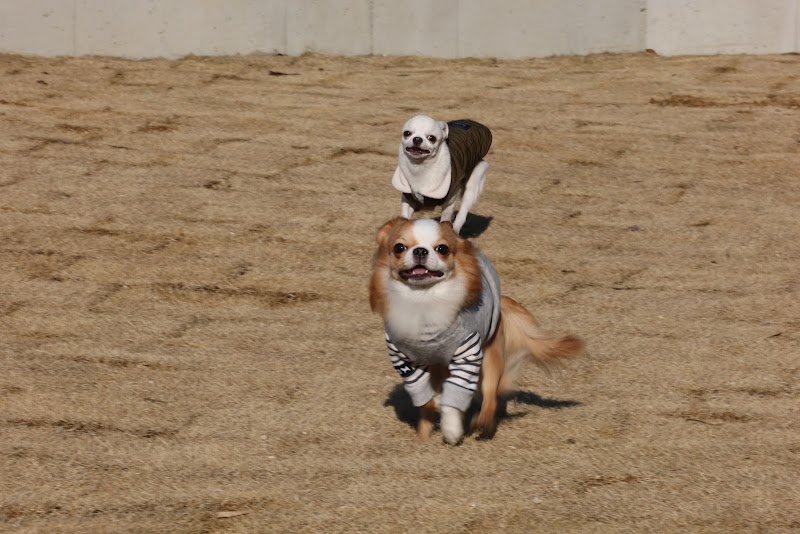 【カメラマン常駐ドッグラン】sui Dogrun (スイドッグラン）