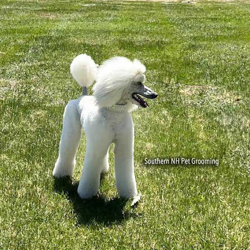 Southern NH Pet Grooming - Thumbnail