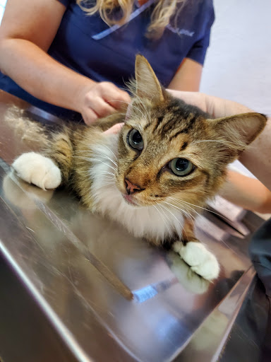 Island Paws Veterinary Hospital - Thumbnail