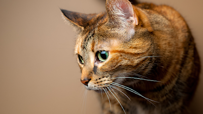 Pleasant Lake Veterinary Hospital