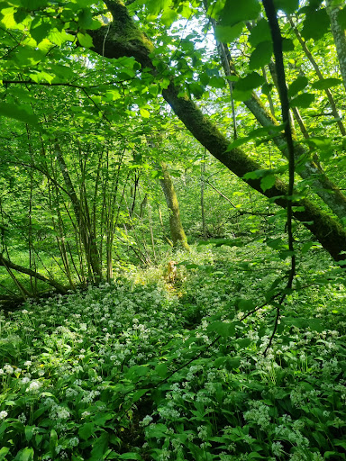 Barber wood - Thumbnail