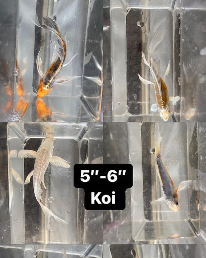 Kern Koi & Pond Services, LLC
