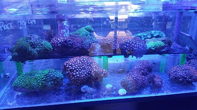Corals & More
