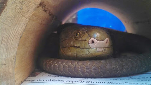 Stahl Exotic Animal Veterinary Services - United States