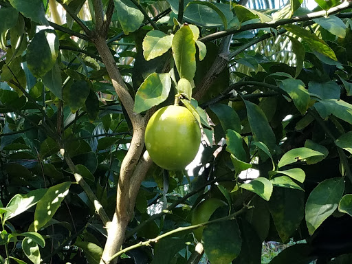 FruitScapes LLC - Visual