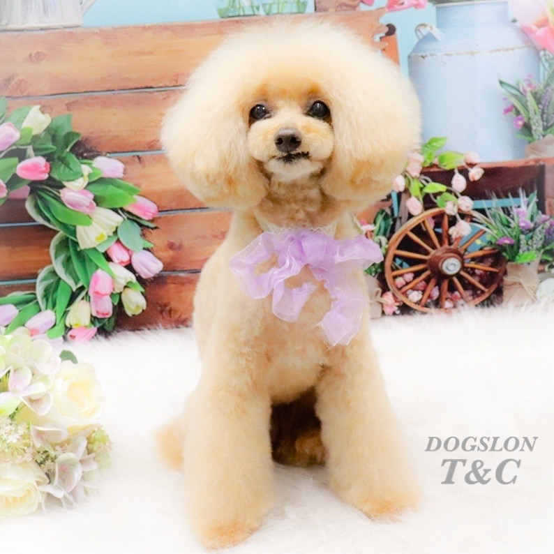 DOGSALON T&C