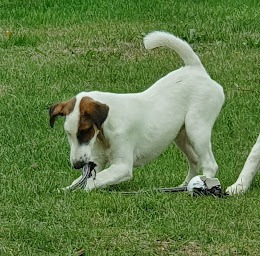 Photo n°13 de Elevage De La Rivière Landelot à Pré-Saint-Évroult (Éleveur de chiens)