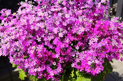 和田ピアノ教室