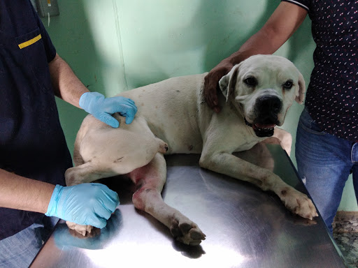Clinica Veterinaria San Jorge